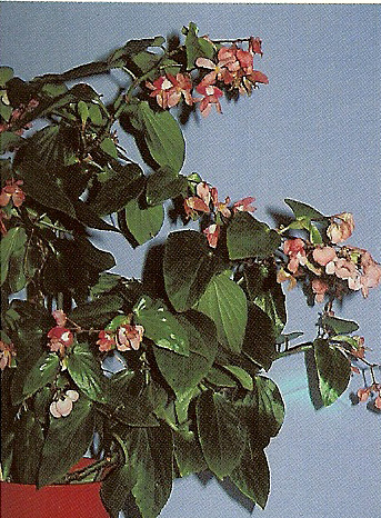 B. ‘Christmas Candy Pink’